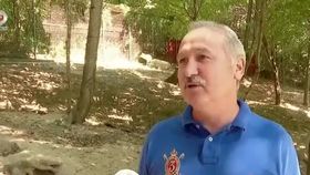 VIDEO Puii de lup alb, o nouă atracție a grădinii zoologice din Sibiu. Vizitatorii se înghesuie să îi admire
